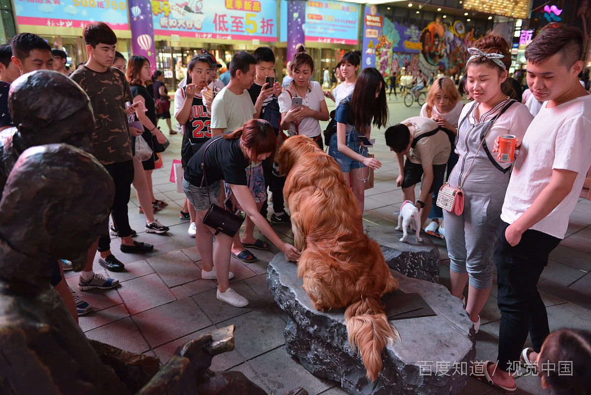 金毛每天需要陪伴多久，遛狗多长时间合适？