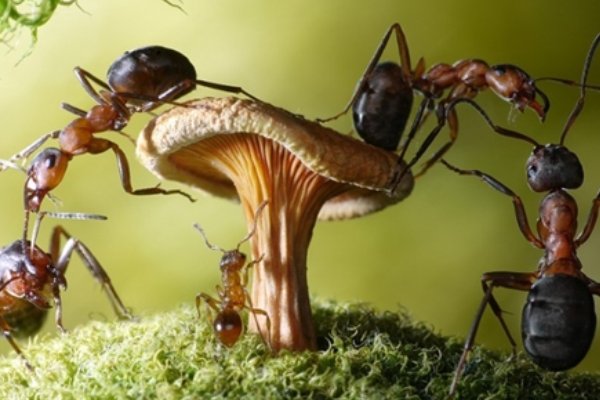 蝼蚁是什么意思?