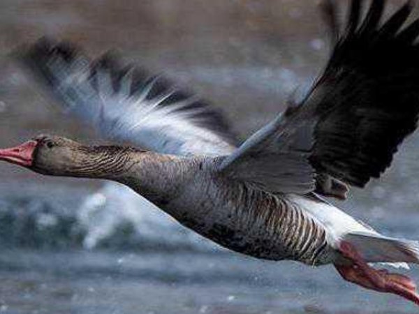 鸿毛的意思是什么