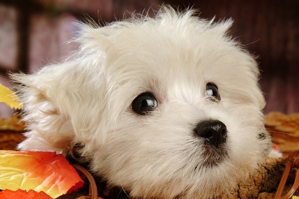 跟踪追击打一准确生肖