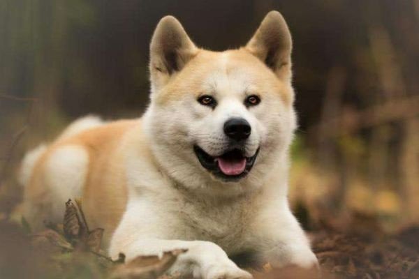 粉面含春什么生肖动物