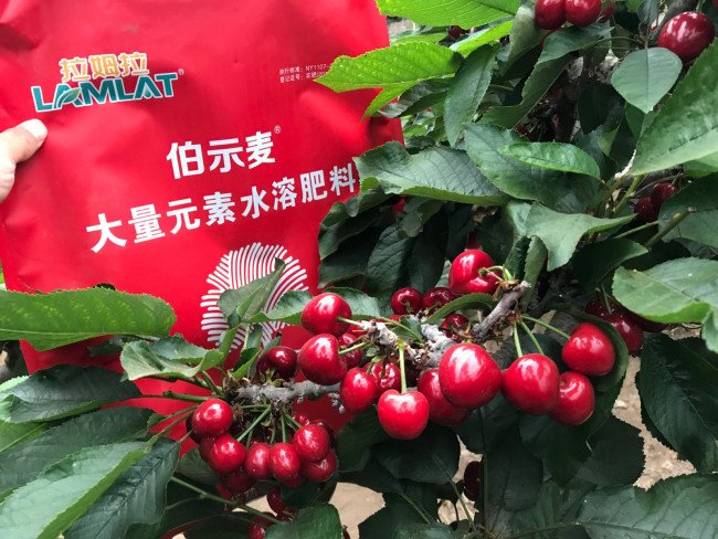 为什么大棚樱桃成熟后花瓣还没有掉落？