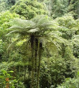 粗齿桫椤的基本资料