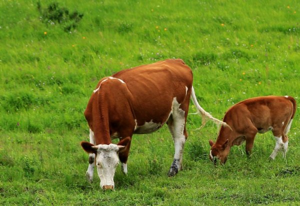 闷嘴葫芦是什么动物