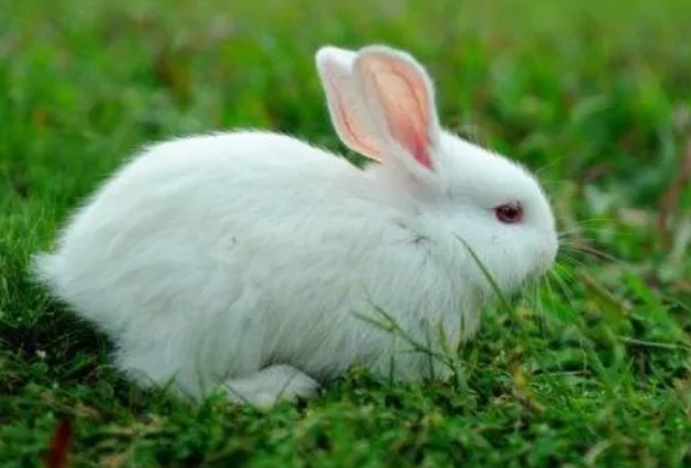 四踢奔奔打一生肖