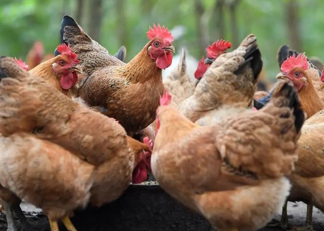 三缄其口打一生肖