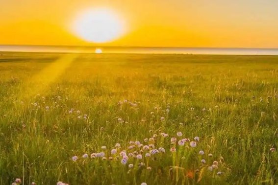 大自然中的指南针有哪些?仿写