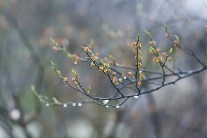 “春雨贵如油”这句话是否适用全国各个地区？为什么？