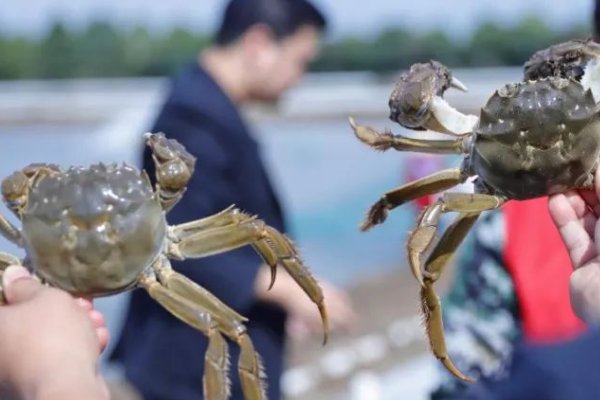 上海大闸蟹价格降一半、销量猛增，大闸蟹的价格缘何下跌？
