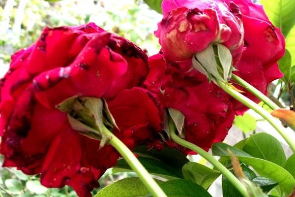 玫瑰花到了花期，下一句是什么？