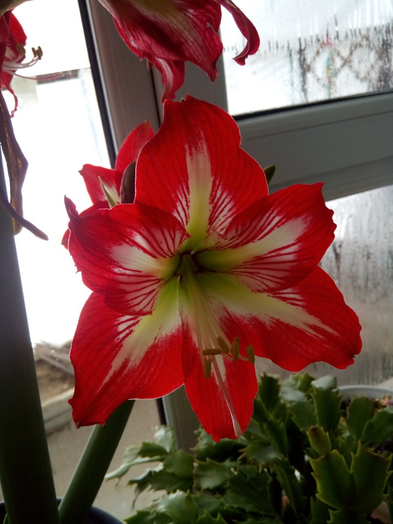 林奕含有了丈夫为什么还要自杀呢?