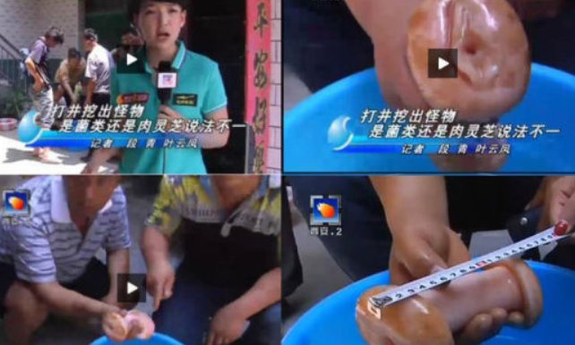 肉灵芝事件是什么时候的事情？