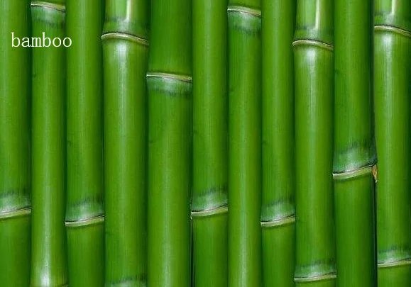bamboo是什么意思？