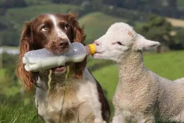 人与畜禽的关系2