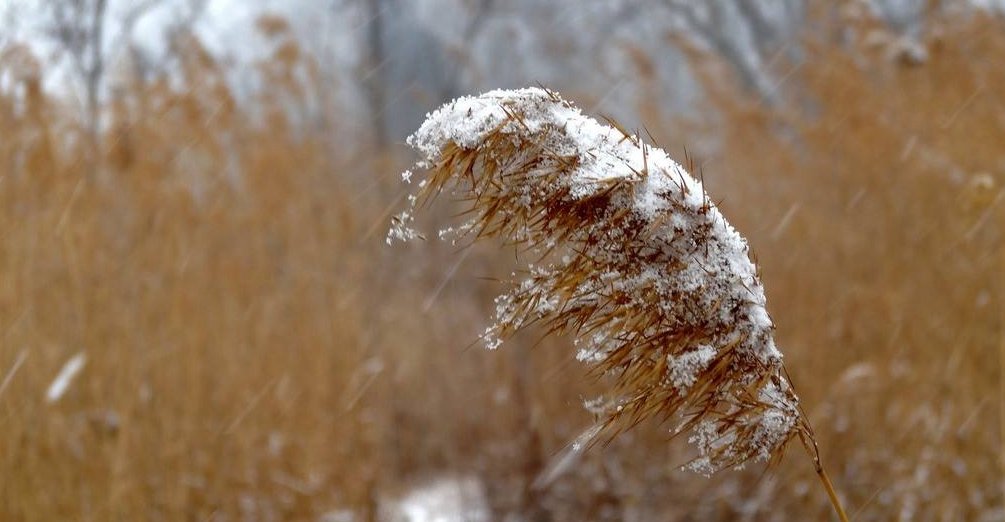 “一片两片三四片，五六七八九十片。