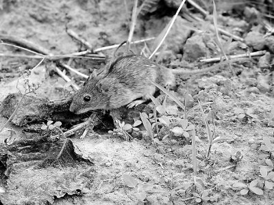 黑线姬鼠的防治措施