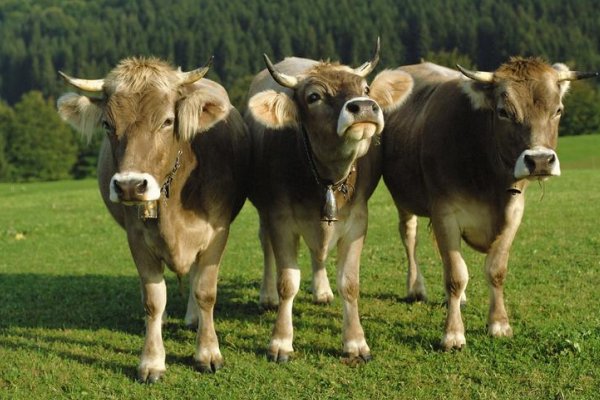 俯仰之间打一准生肖