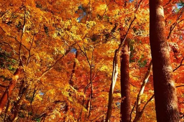 秋的声音仿写句子三年级