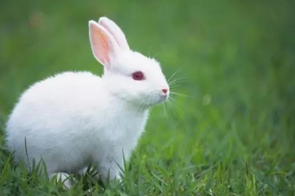 江郎才尽指什么动物