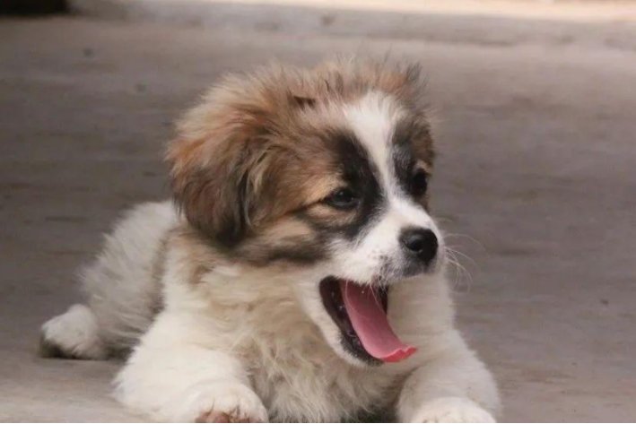 翻肠倒肚指什么生肖