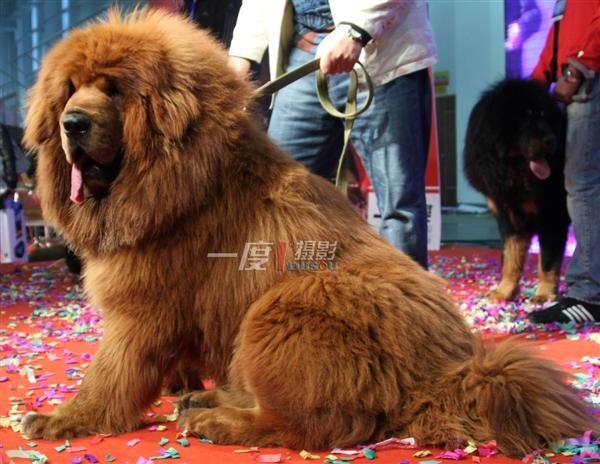 藏獒“大帝”的趋势