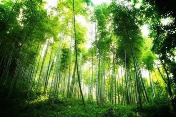 大自然中的指南针有哪些?仿写