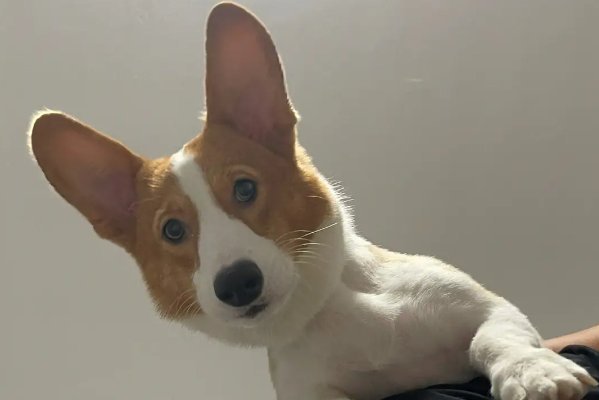 卒岁穷年打一动物生肖