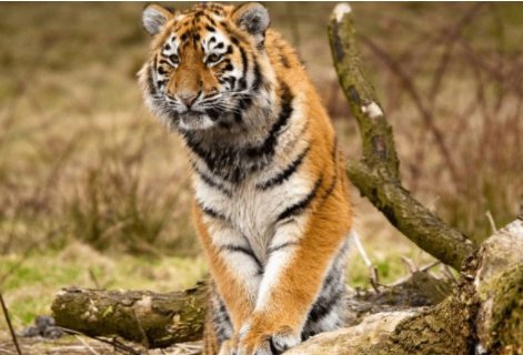 倔头倔脑打一生肖