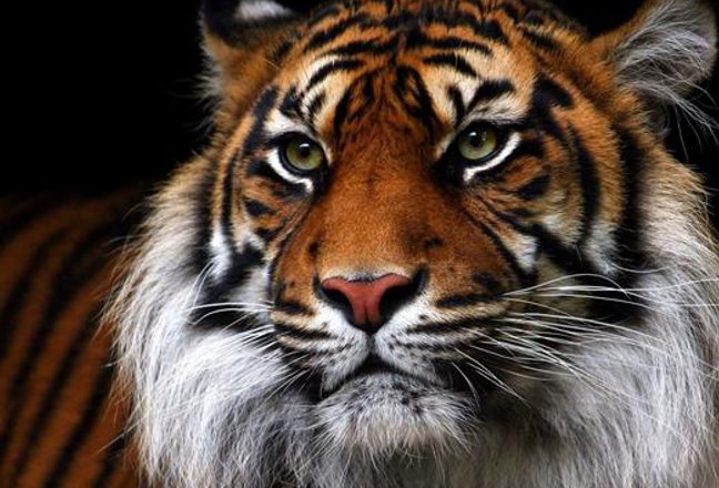 惊人之举打一生肖动物