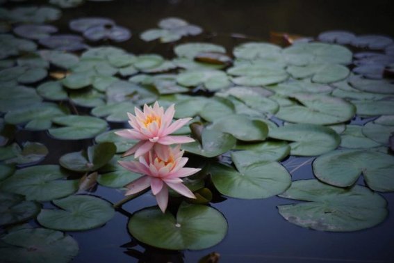 莲的组词和拼音