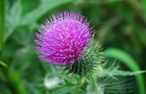 milk thistle是什么意思