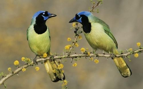 “小鸟”的发音：如何用汉语发音“小鸟”