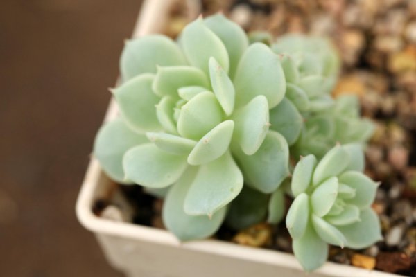 高n车多肉多公交车1