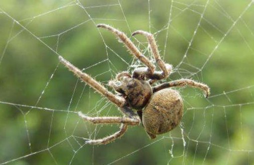 中国致命的毒蛛有几种?
