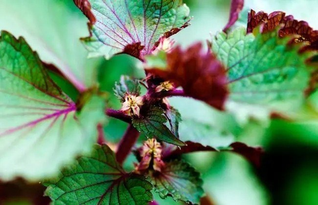 屠苏指的是什么