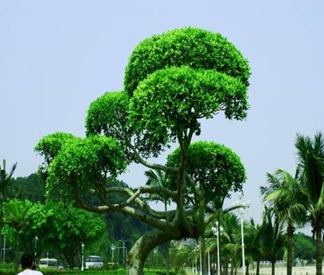 常青树有哪些品种？