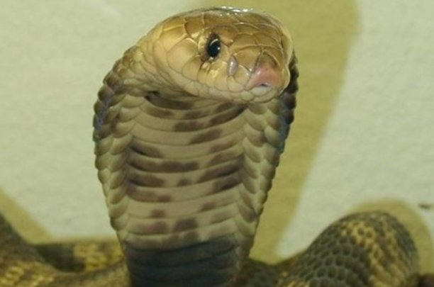 非洲十大毒蛇