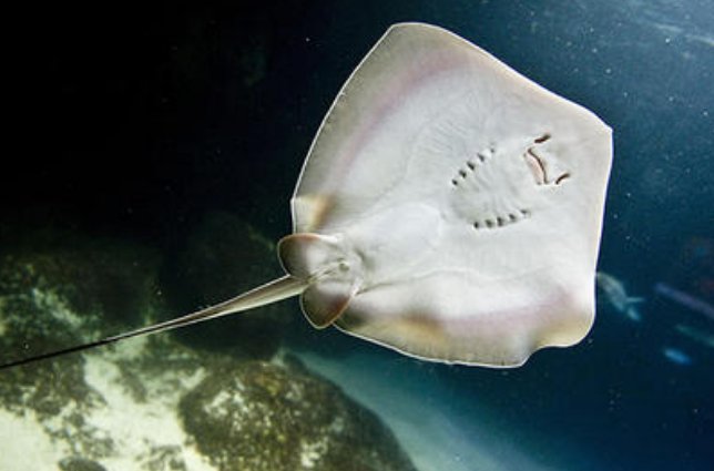 动物世界那个史蒂夫是怎么死的？