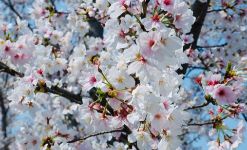 乳未增删樱花带翻译