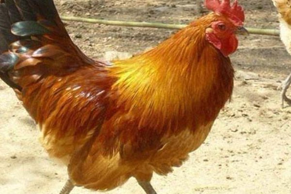 鞭笞天下打一正确生肖