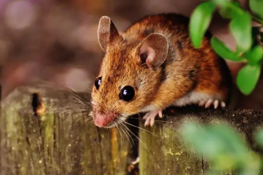 明眸皓齿猜一生肖动物