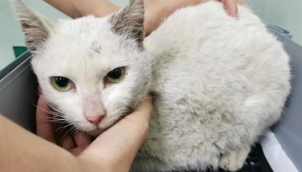 走丢十天的失聪白猫被找回，主人是如何找到它的