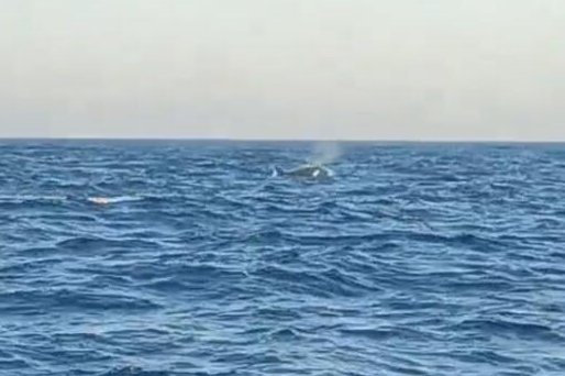 三头巨型海兽浮出辽宁的哪一片海域？