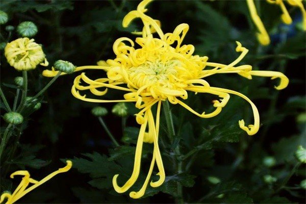 生姜切成小块放菊花古文