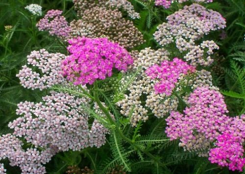 蓍草是什么意思