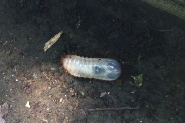 姓rui的rui字是哪个字