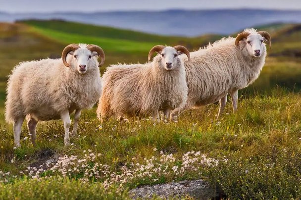 生旦净丑打一正确动物生肖