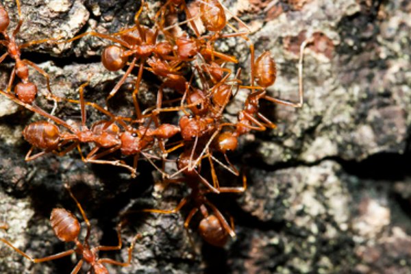 蝼蚁是什么意思？