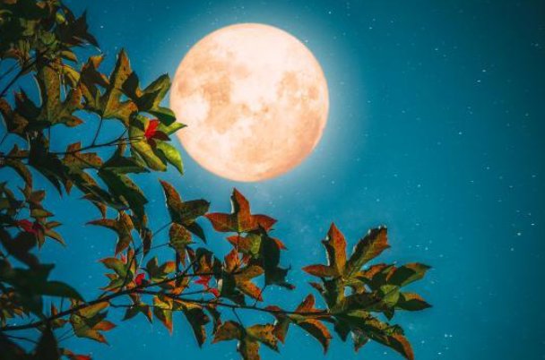 月宫折桂的意思是什么