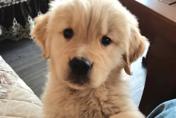 狗儿长大了狗儿你动动是什么书籍